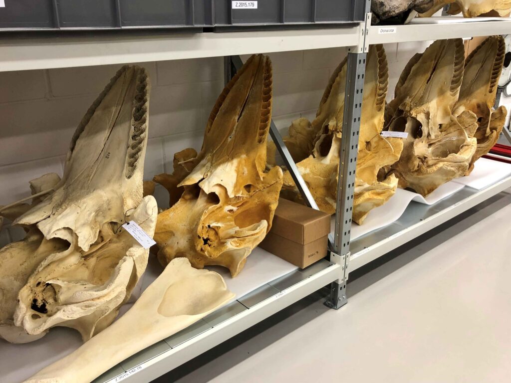 Industrial racking with on the bottom shelf five large whale skulls, each pointing with their pointed jaw upwards. A large straight bone is in the foreground. Each skull is different shades of cream and yellow.