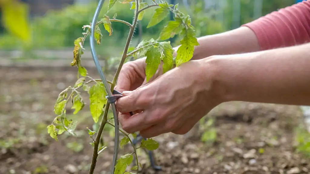 white woman's hands are tying a plant to a support