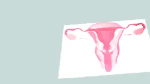 a watercolour painting of a uterus