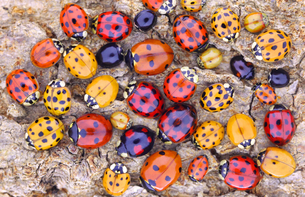 A diversity of ladybirds - red, yellow, black and orange. They're different sizes and facing in different directions.